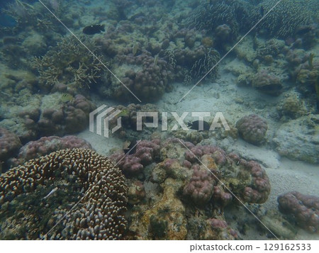 Fish from Kanawa Island, Indonesia 129162533