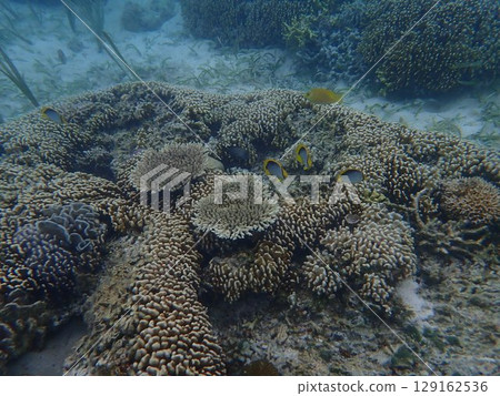 Fish from Kanawa Island, Indonesia 129162536