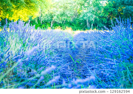 Lavender field at summer 129162594