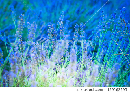 Lavender field at summer 129162595