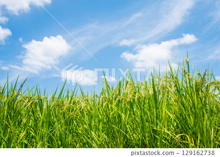 summer rice summer rice 129162738