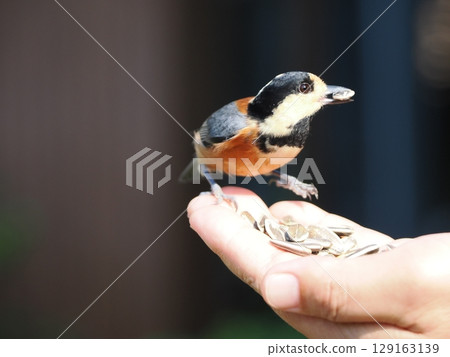 Varied tit on hand 129163139