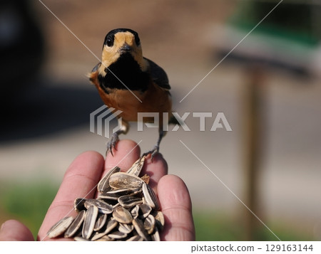 Varied tit on hand 129163144