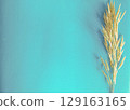 Turquoise background with a dry ear of grass on the right, ideal for creating minimalistic compositions. 129163165