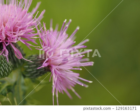 Beautiful thistle flowers wet with night dew 129163171
