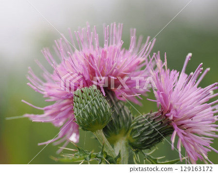 Beautiful thistle flowers wet with night dew 129163172