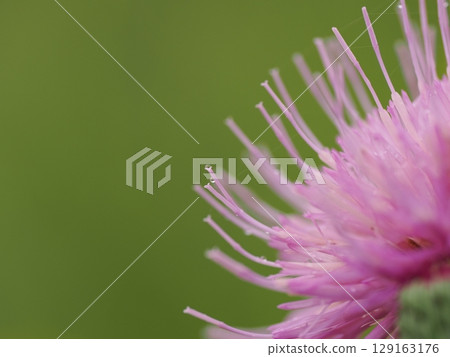 Beautiful thistle flowers wet with night dew Beautiful thistle flowers wet with night dew 129163176