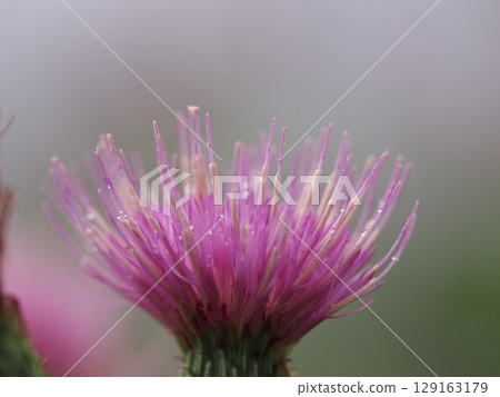 Beautiful thistle flowers wet with night dew 129163179