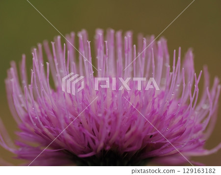 Beautiful thistle flowers wet with night dew Beautiful thistle flowers wet with night dew 129163182