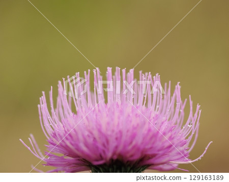 Beautiful thistle flowers wet with night dew Beautiful thistle flowers wet with night dew 129163189