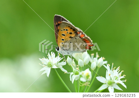 Small Copper Common Copper Small Copper Common Copper 129163235