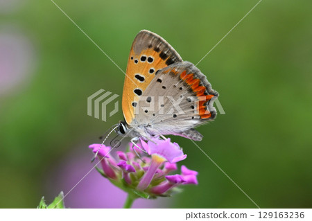 Small Copper Common Copper 129163236