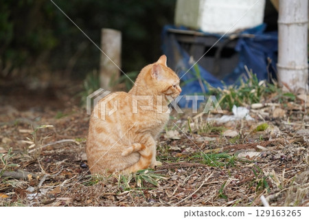 可愛的小貓與貓媽媽一起放鬆，直到離開媽媽 129163265