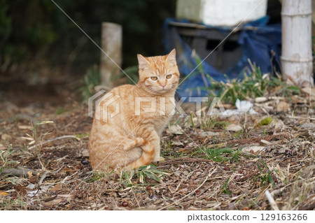 可愛的小貓與貓媽媽一起放鬆,直到離開媽媽 可愛的小貓與貓媽媽一起放鬆,直到離開媽媽 129163266