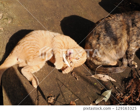 可愛的小貓與貓媽媽一起放鬆，直到離開媽媽 129163325