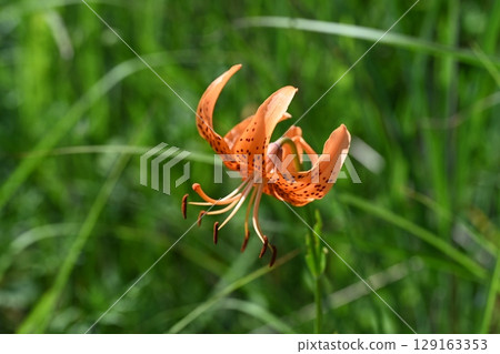 在 Day Sedge Road 拍攝的虎皮百合 129163353