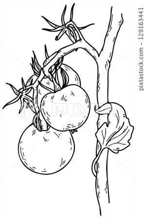 Hand drawn Tomatoes vector sketch illustration. 129163441