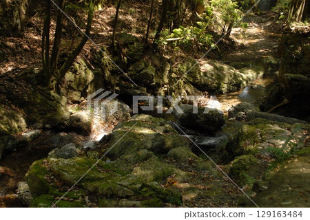 Forest stream and mossy rocks mountain stream scenery Forest stream and mossy rocks mountain stream scenery 129163484