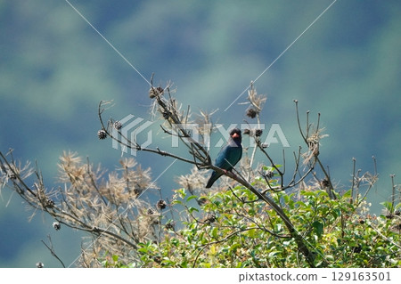 一對滾輪 一對滾輪 129163501