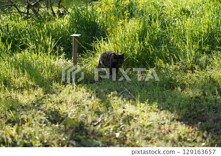 A cat walking along the grass A cat walking along the grass 129163657