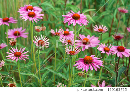 Blooming pink coneflowers echinacea in summer garden with soft green background and vibrant petals 129163735