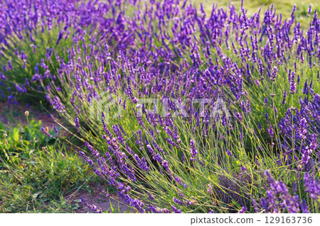 Lavender bushes blooming under warm sunlight in peaceful purple and green summer field background Lavender bushes blooming under warm sunlight in peaceful purple and green summer field background 129163736