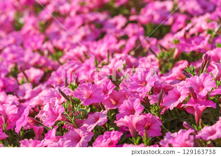 Vibrant pink petunia flowers blooming in colorful garden in bright afternoon sunlight background 129163738