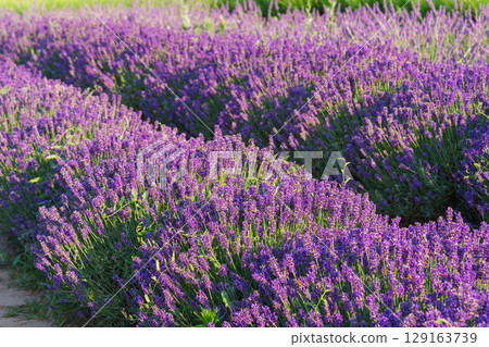Lavender bushes blooming under warm sunlight in peaceful purple and green summer field background 129163739