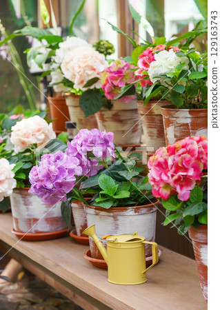 Indoor greenhouse shelf with potted blooming flowers and sunlight through rustic wooden windows Indoor greenhouse shelf with potted blooming flowers and sunlight through rustic wooden windows 129163743