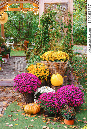 Autumn pumpkin and colorful chrysanthemums in garden setting, perfect for Halloween holiday themes Autumn pumpkin and colorful chrysanthemums in garden setting, perfect for Halloween holiday themes 129163757