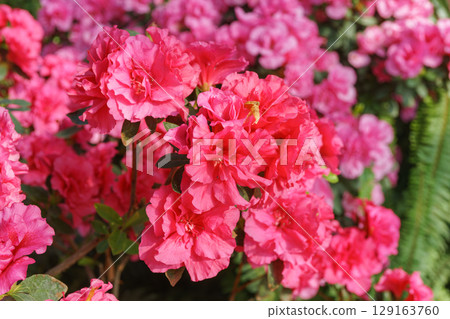 Blooming pink japan Azalea Ericaceae flowers, rhododendron flower macro, background Blooming pink japan Azalea Ericaceae flowers, rhododendron flower macro, background 129163760