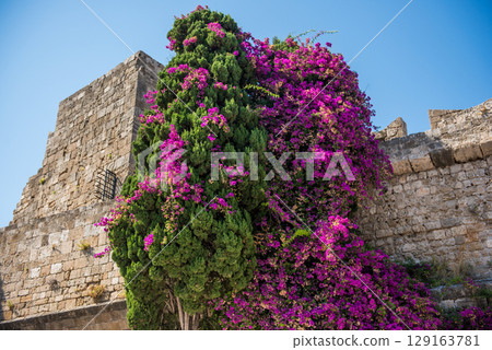 Medieval garden on the territory of the old town of Rhodes. Cypresses, shrubs, rhododendra, lemon trees, wildflowers 129163781