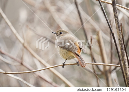 可愛的紅發女 129163804