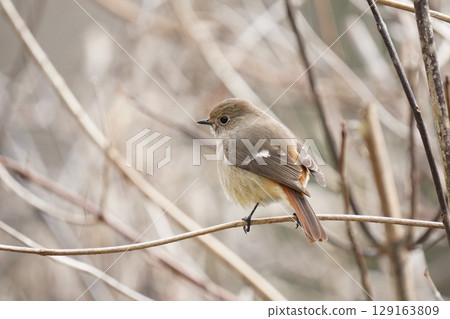 可愛的紅發女 129163809