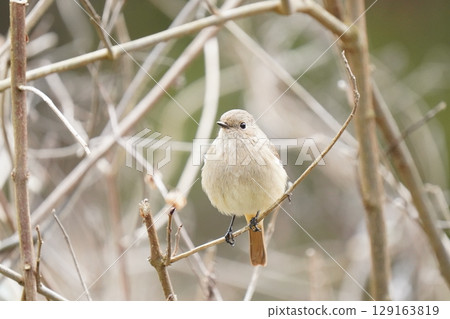 cute redstart female 129163819