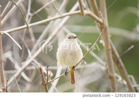 cute redstart female 129163823