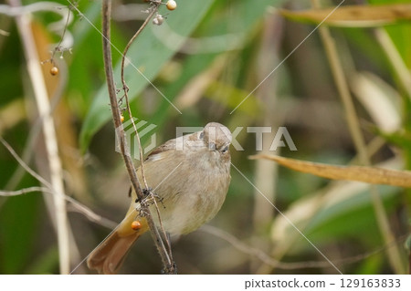 可愛的紅發女 129163833