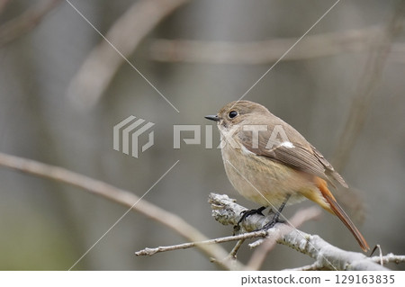 可愛的紅發女 129163835