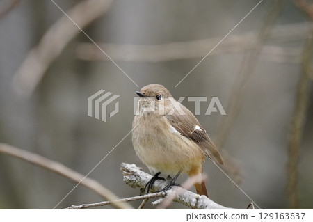 可愛的紅發女 129163837