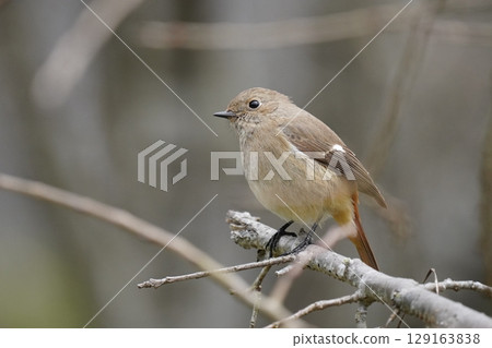 cute redstart female 129163838