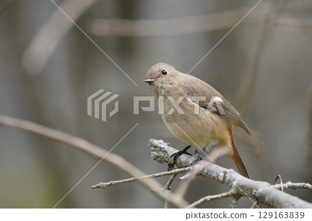 cute redstart female cute redstart female 129163839