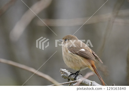 cute redstart female 129163840
