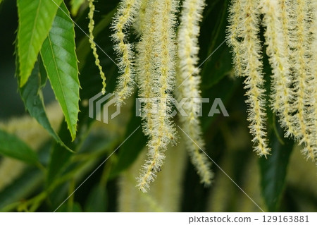 Chestnut flowers are in full bloom Chestnut flowers are in full bloom 129163881
