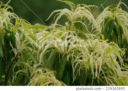 Chestnut flowers are in full bloom 129163895