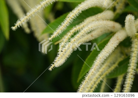 Chestnut flowers are in full bloom 129163896