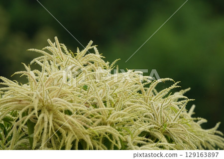 Chestnut flowers are in full bloom 129163897