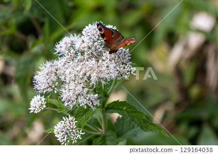A peacock butterfly resting on a Japanese aster flower 129164038