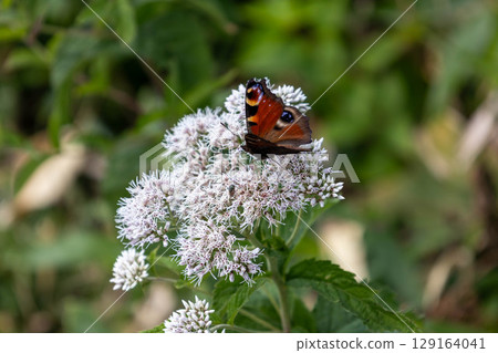 一隻孔雀蝴蝶停歇在日本紫菀花上 129164041