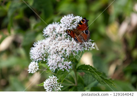 A peacock butterfly resting on a Japanese aster flower A peacock butterfly resting on a Japanese aster flower 129164042