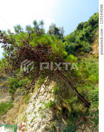 Vibrant Green Pine Tree Clinging to Rocky Cliffs in Montenegros Stunning Landscape 129164096